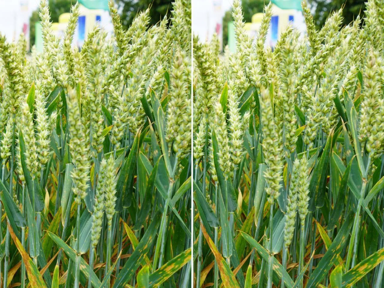 Niszczy pszenicę przez miesiąc i nie daje objawów. Rolnicy często reagują za późno