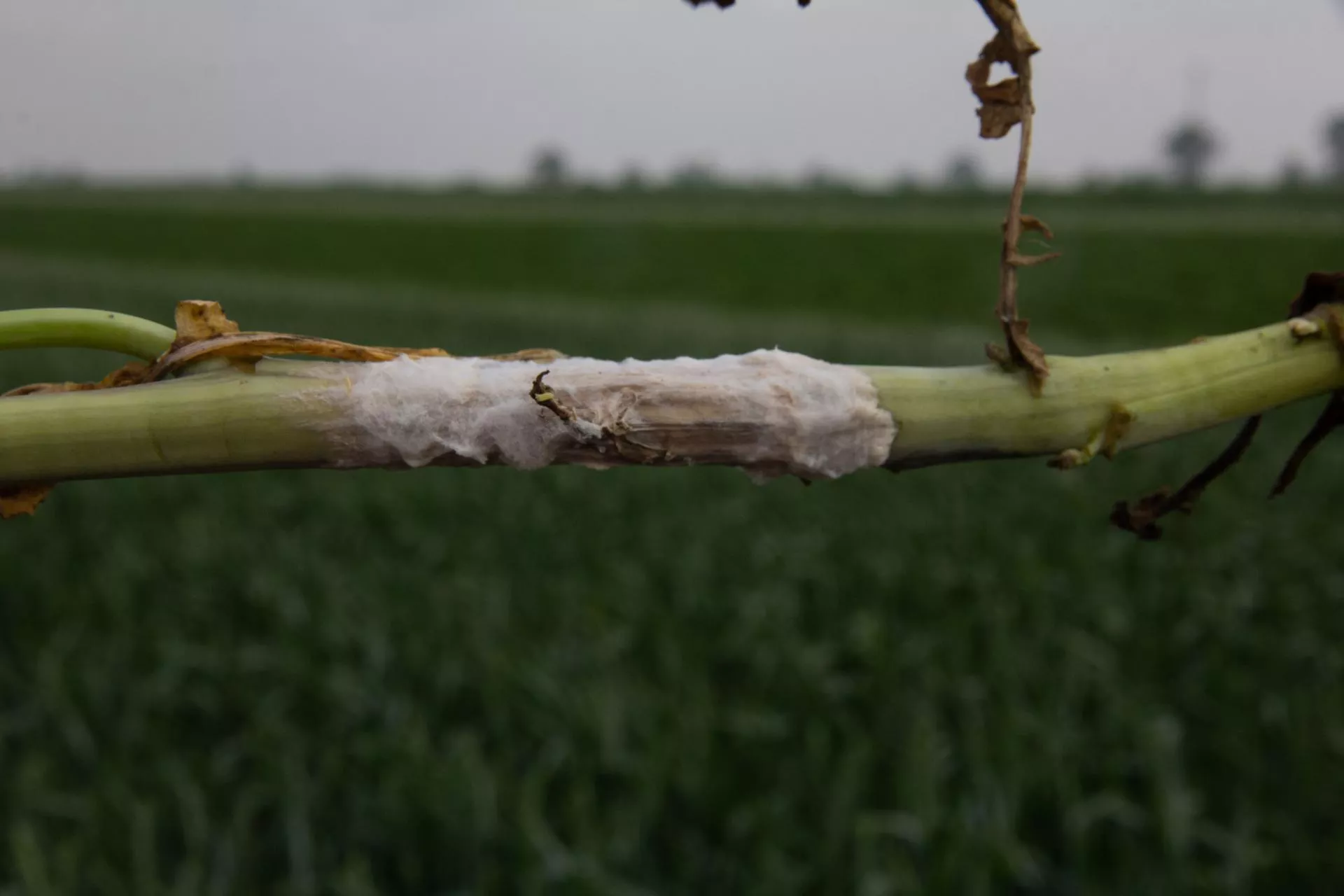 Pleśń śniegowa, pałecznica i zgnilizna. Sprawdź oziminy