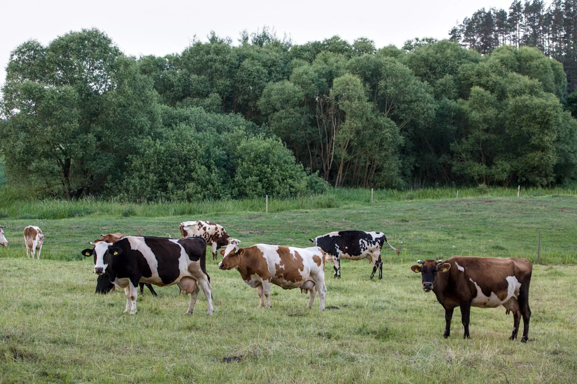 Niebieski język w Polsce: ważna decyzja KE. Rolnicy mogą odetchnąć