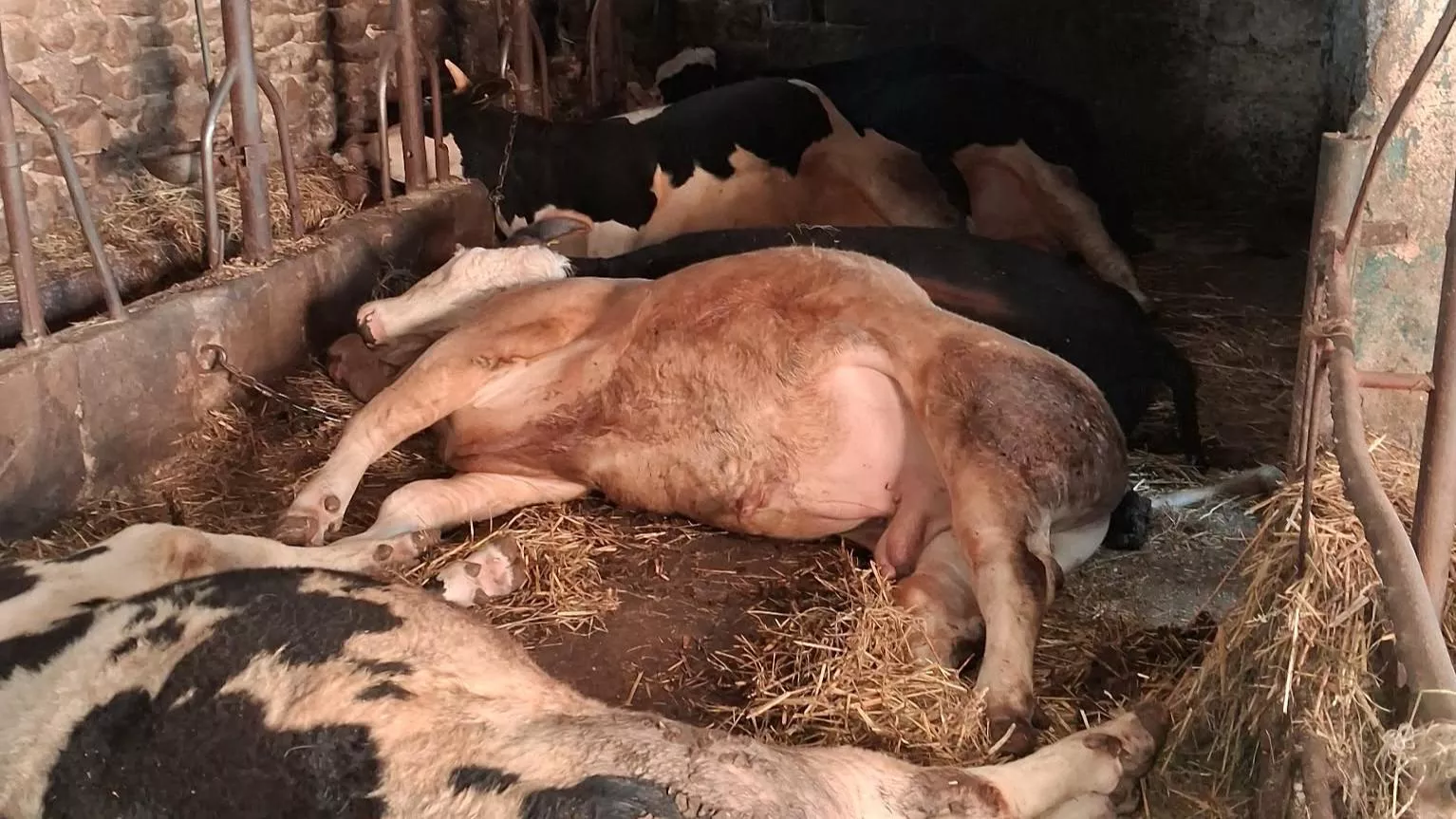 W jednej chwili padło 15 sztuk bydła. Wójt apeluje o pomoc dla rolników