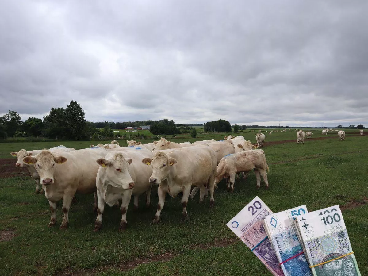 Ceny bydła hamują. Coraz trudniej kupić cielęta do opasu