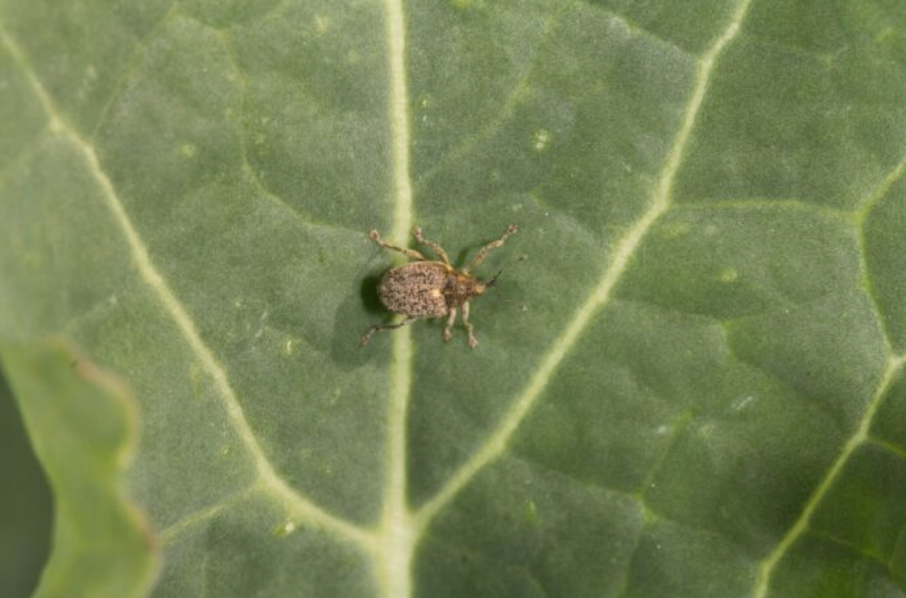 Chowacze w rzepaku ruszyły. Sprawdź progi i kiedy pryskać