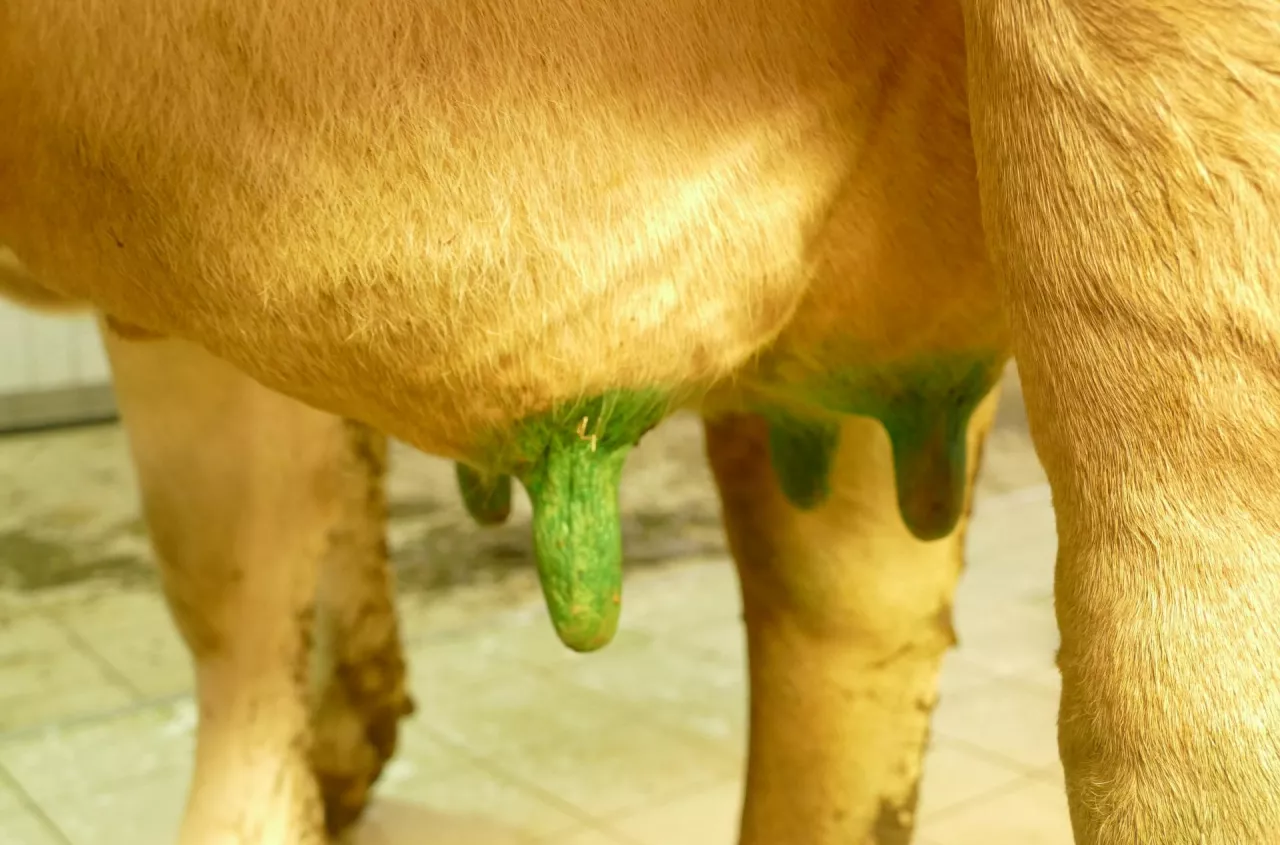 Antybiotyk przy mastitis? W większości przypadków niepotrzebny