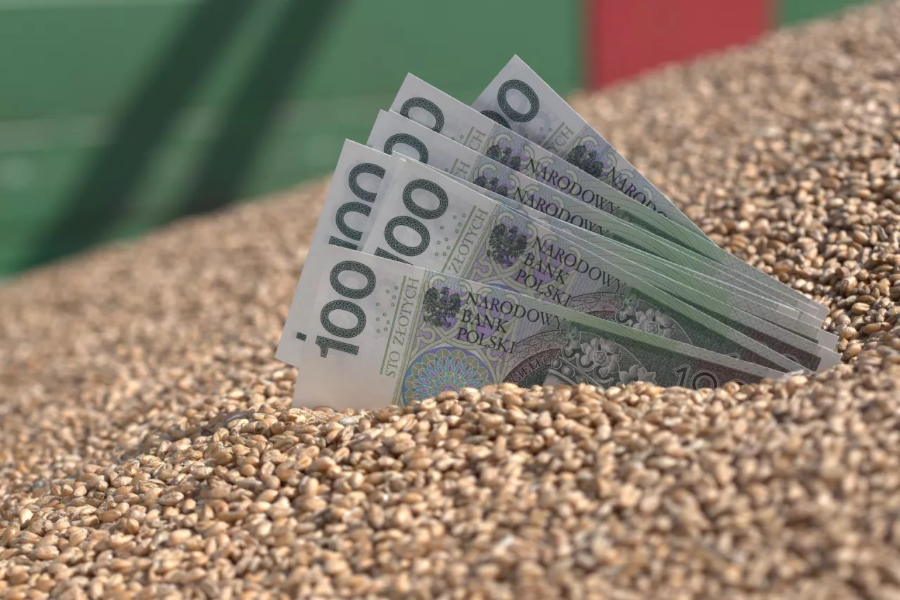 ziarno pszenicy, polskie banknoty w środku ziarna