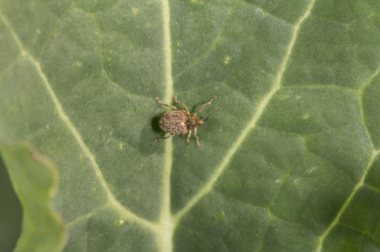 Chowacz czterozębny