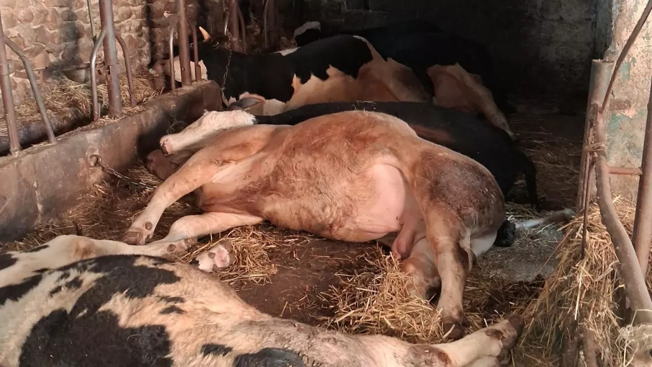 Rolnikowi nagle padło 15 krów - można mu pomóc stanąc na nogi