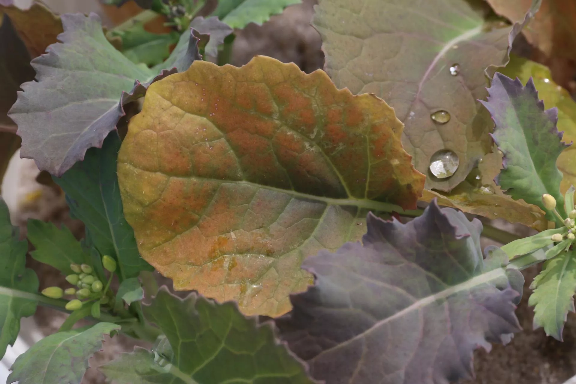 Bor w rzepaku: kiedy podać i dlaczego dawki muszą być dzielone