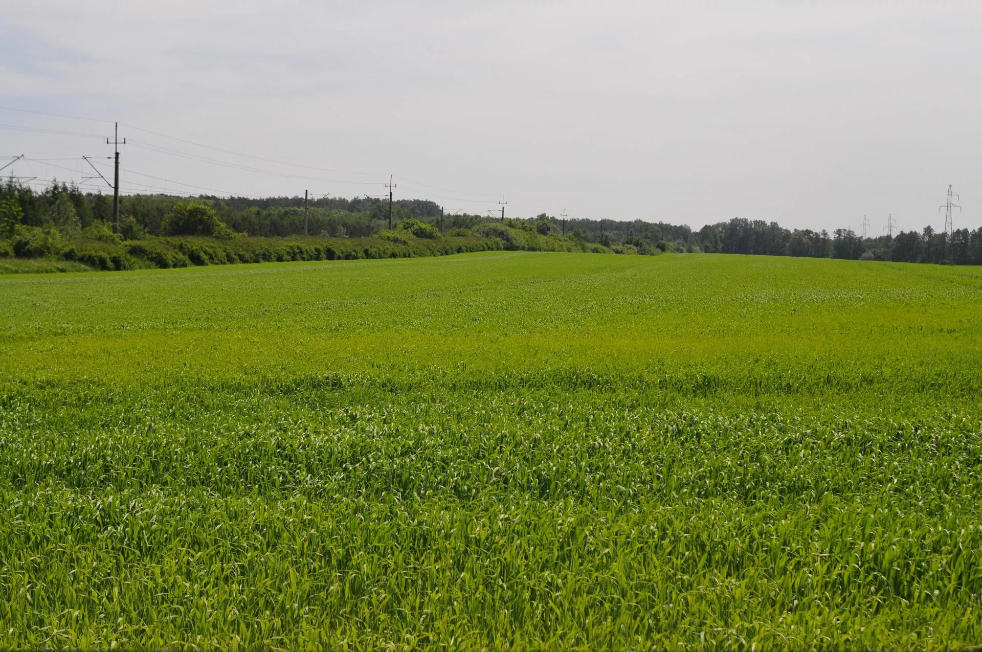 Mróz do –30°C i ulewy. Co z oziminami w Europie? Nowy raport KE