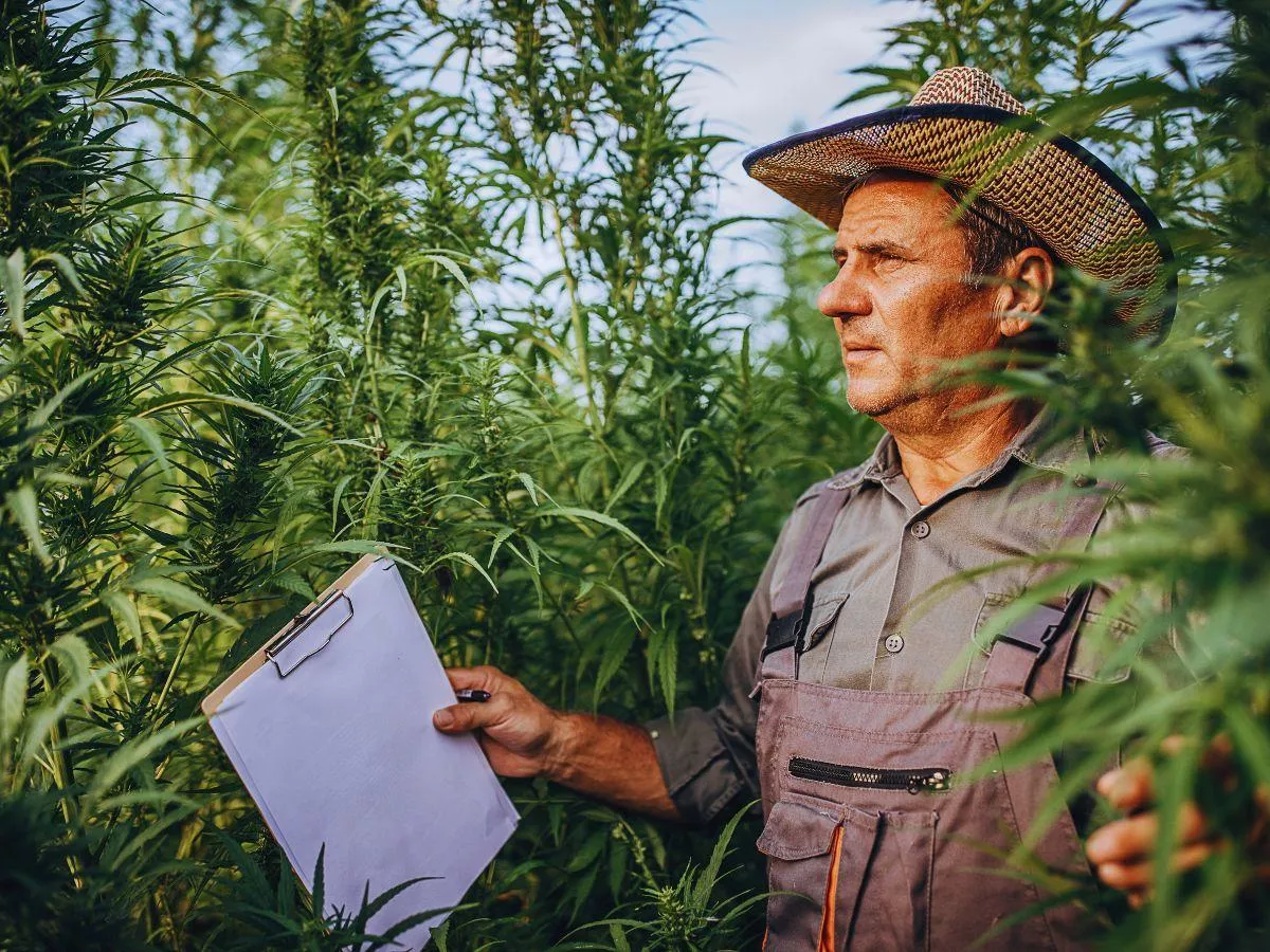Coraz więcej rolników sieje konopie. Ten rynek gwałtownie rośnie