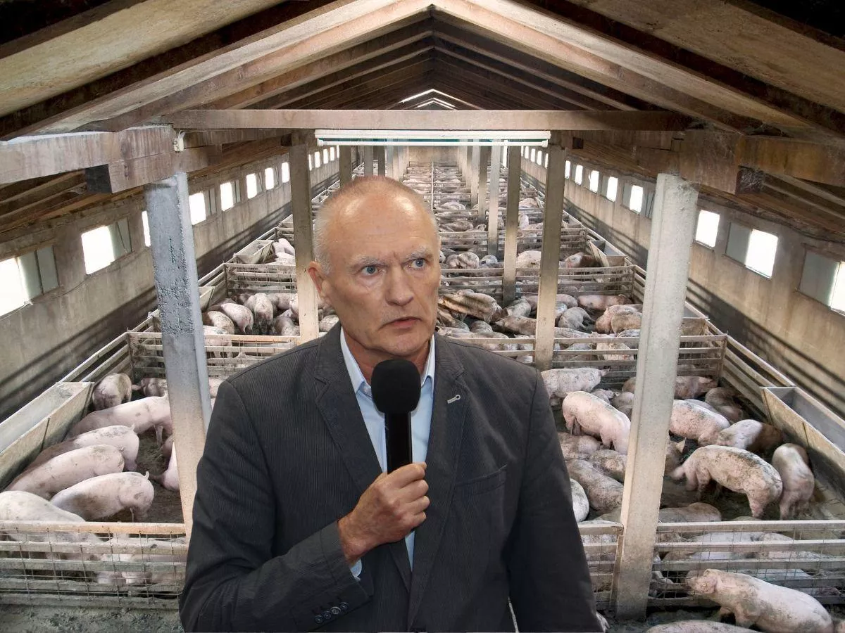 Droższy gaz i paliwo przez wojnę. Co stanie się z cenami świń?