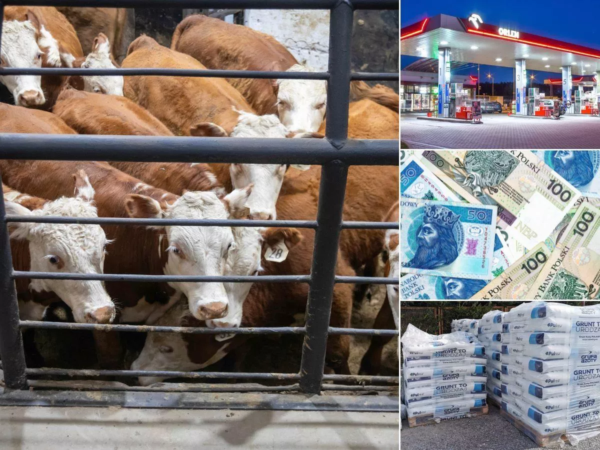 Nawozy i paliwo drożeją, rzepak w górę, zboża stoją. Co z bydłem? [Raport rynkowy 06.03.2026 r.]