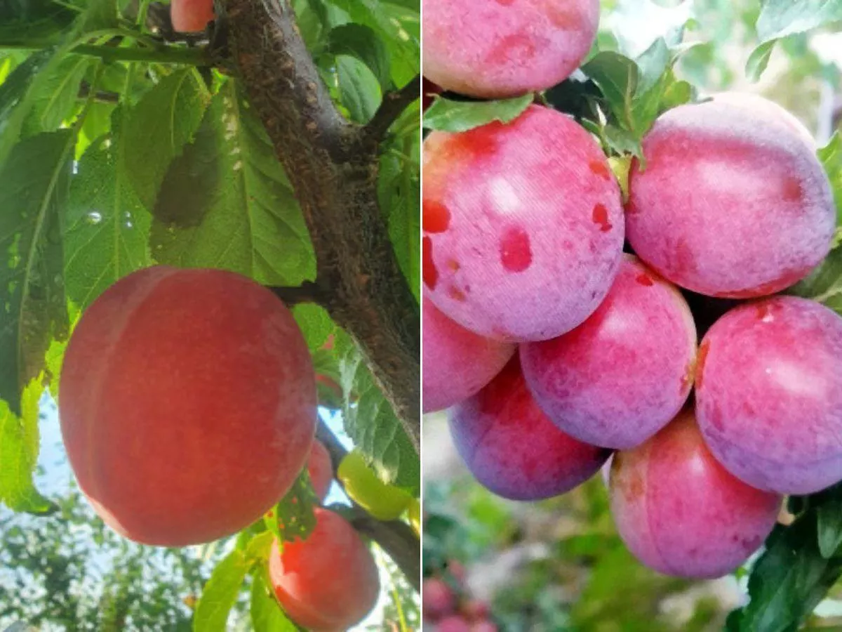 Mało znane śliwy wchodzą do ogrodów. Plon już po 2 latach