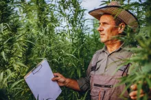 Coraz więcej rolników sieje konopie. Ten rynek szybko rośnie