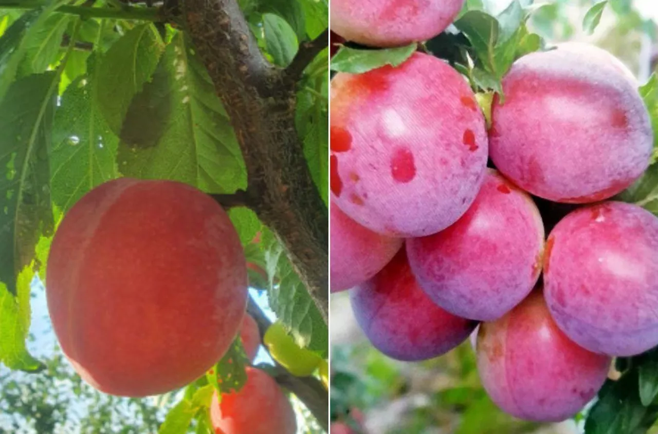 Mało znane śliwy wchodzą do ogrodów. Plon już po 2 latach