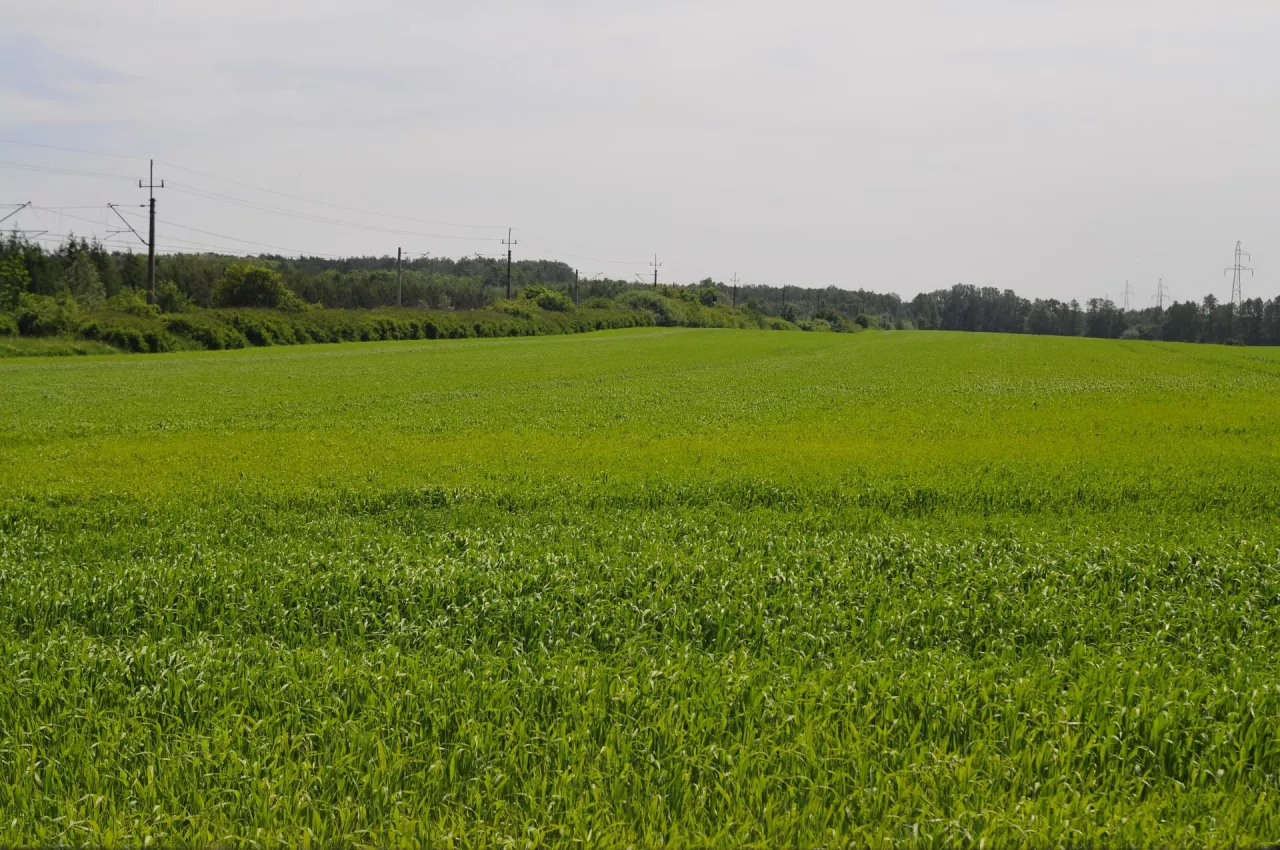 Mróz do –30°C i ulewy. Co z oziminami w Europie? Nowy raport KE - zdjęcie poglądowe