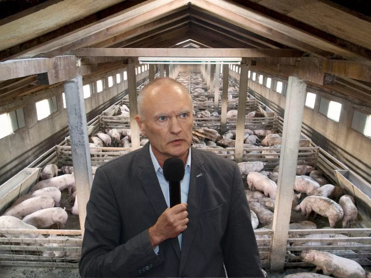  Droższy gaz i paliwo przez wojnę. Co stanie się z cenami świń? 