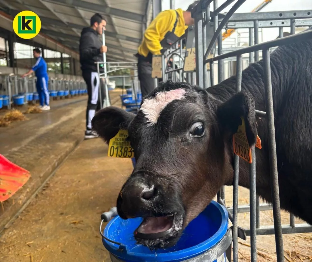 Ile mleka wydoili i ile pszenicy zebrali? Takie wyniki ma Kombinat Rolny Kietrz