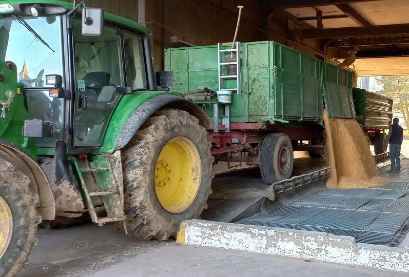 Pszenica najdroższa od czerwca, rzepak wystrzelił. Jakie są ceny zbóż i rzepaku w Polsce? [SONDA]