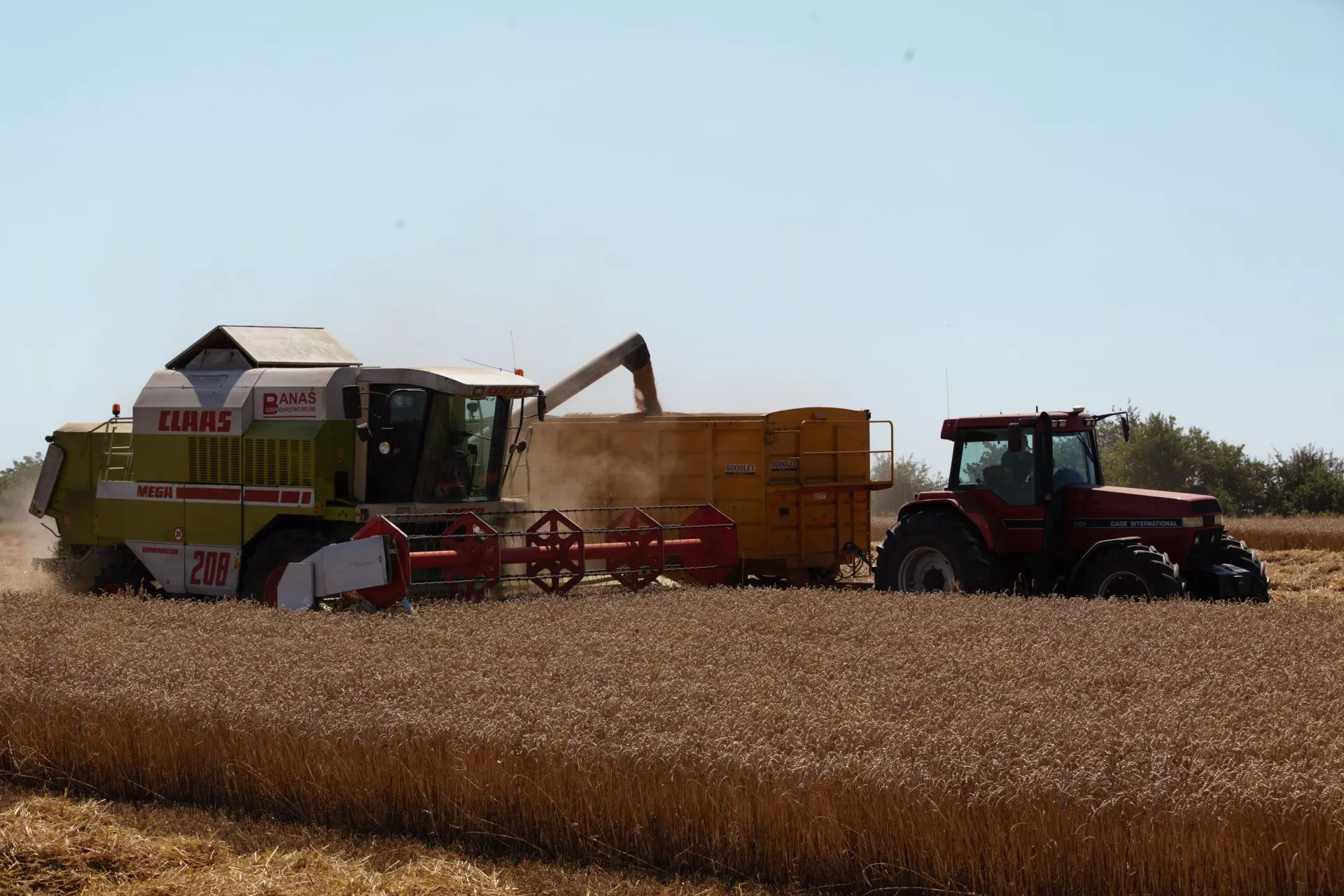 Jak wojna wpływa na ceny zbóż, rzepaku i mleka? Ekspert radzi rolnikom
