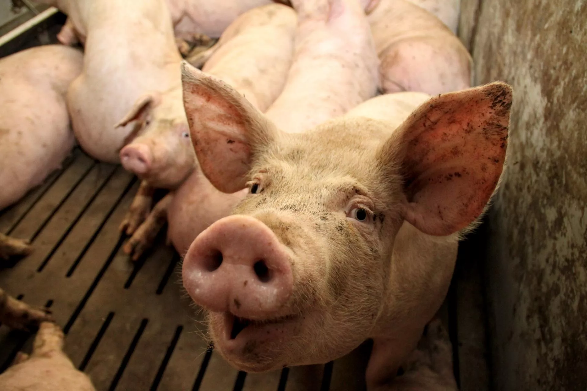 Ceny świń wzrosły choćby do 7,30 zł/kg. Ale eksperci ostrzegają