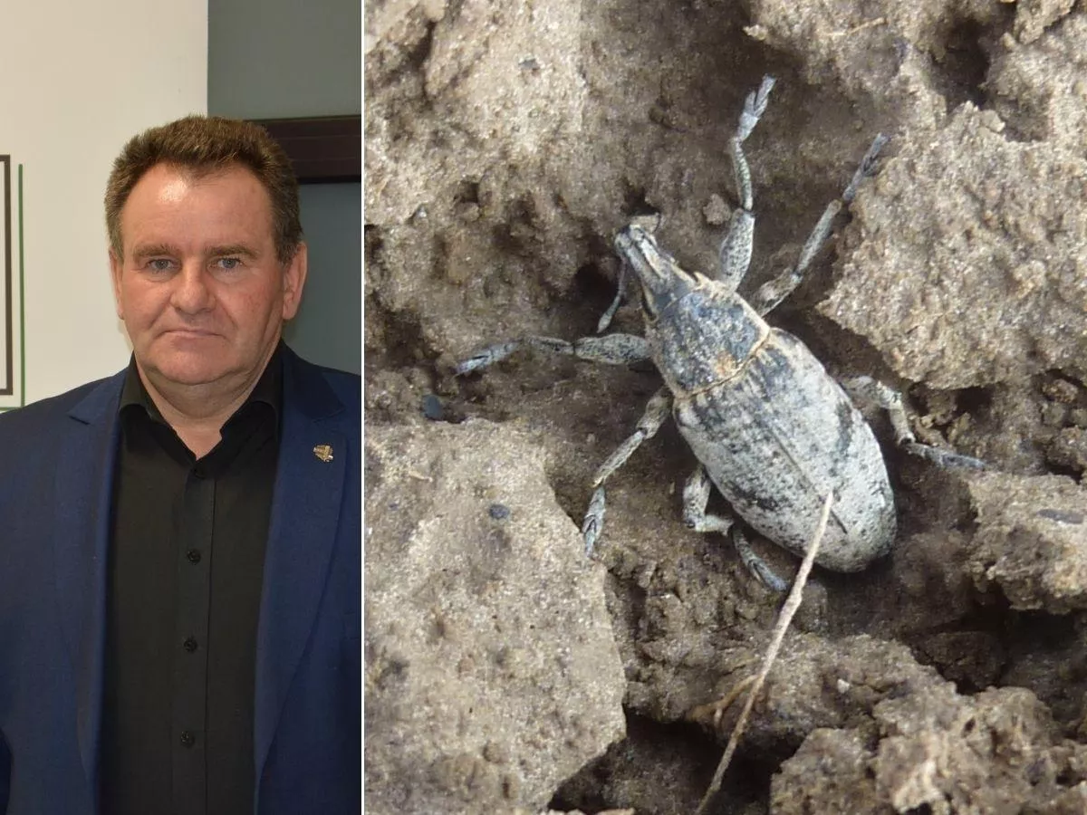 „Może zniszczyć plantację w jedną noc”. Czym rolnik ma zwalczać tego szkodnika?