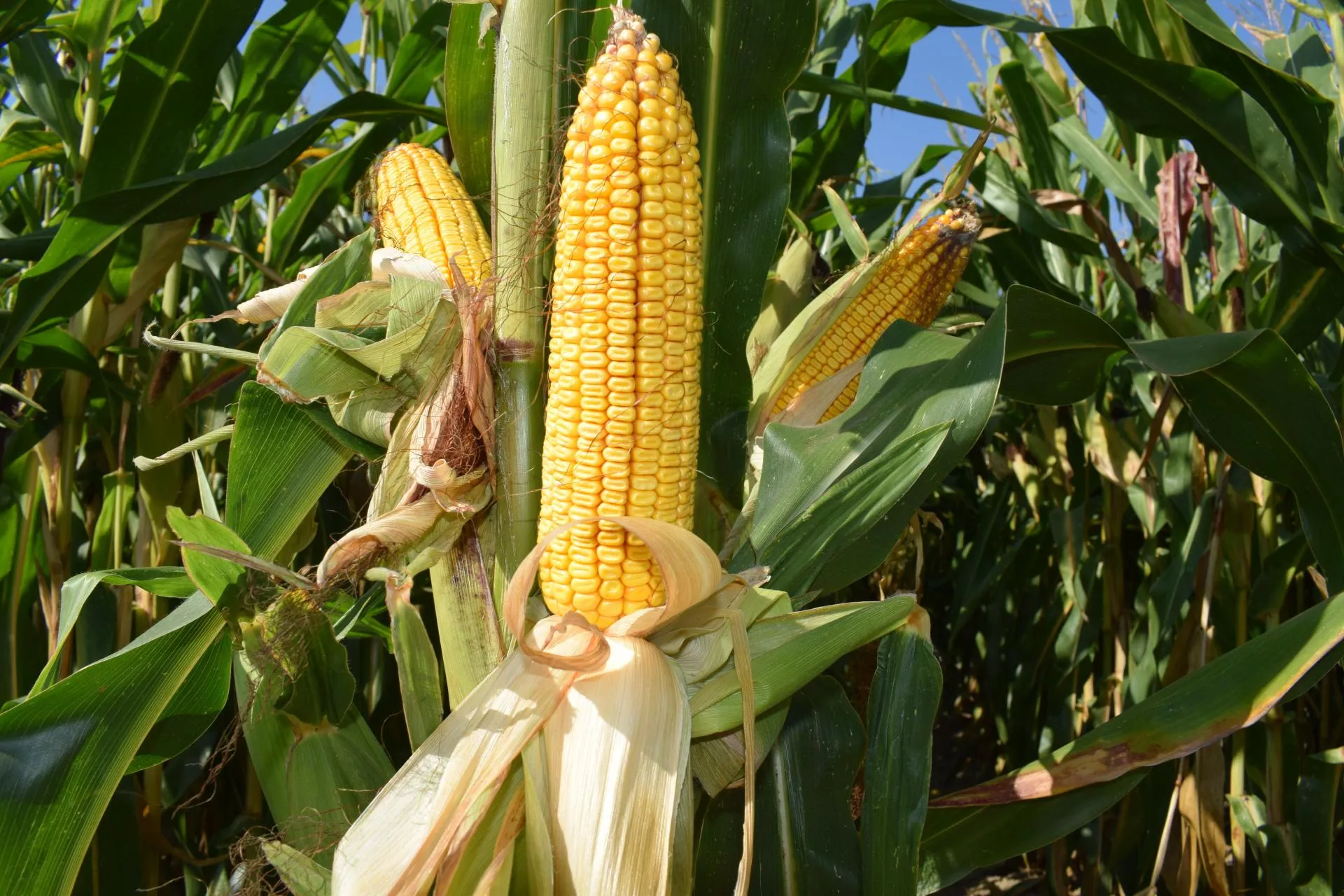 Kukurydza z rekordowym areałem w Polsce? Może przekroczyć 2 mln ha