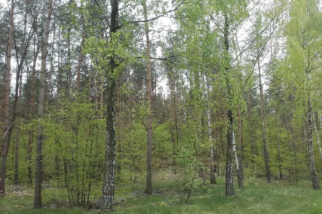 Chcesz kupić las? Sprawdź, kiedy Lasy Państwowe mają pierwszeństwo