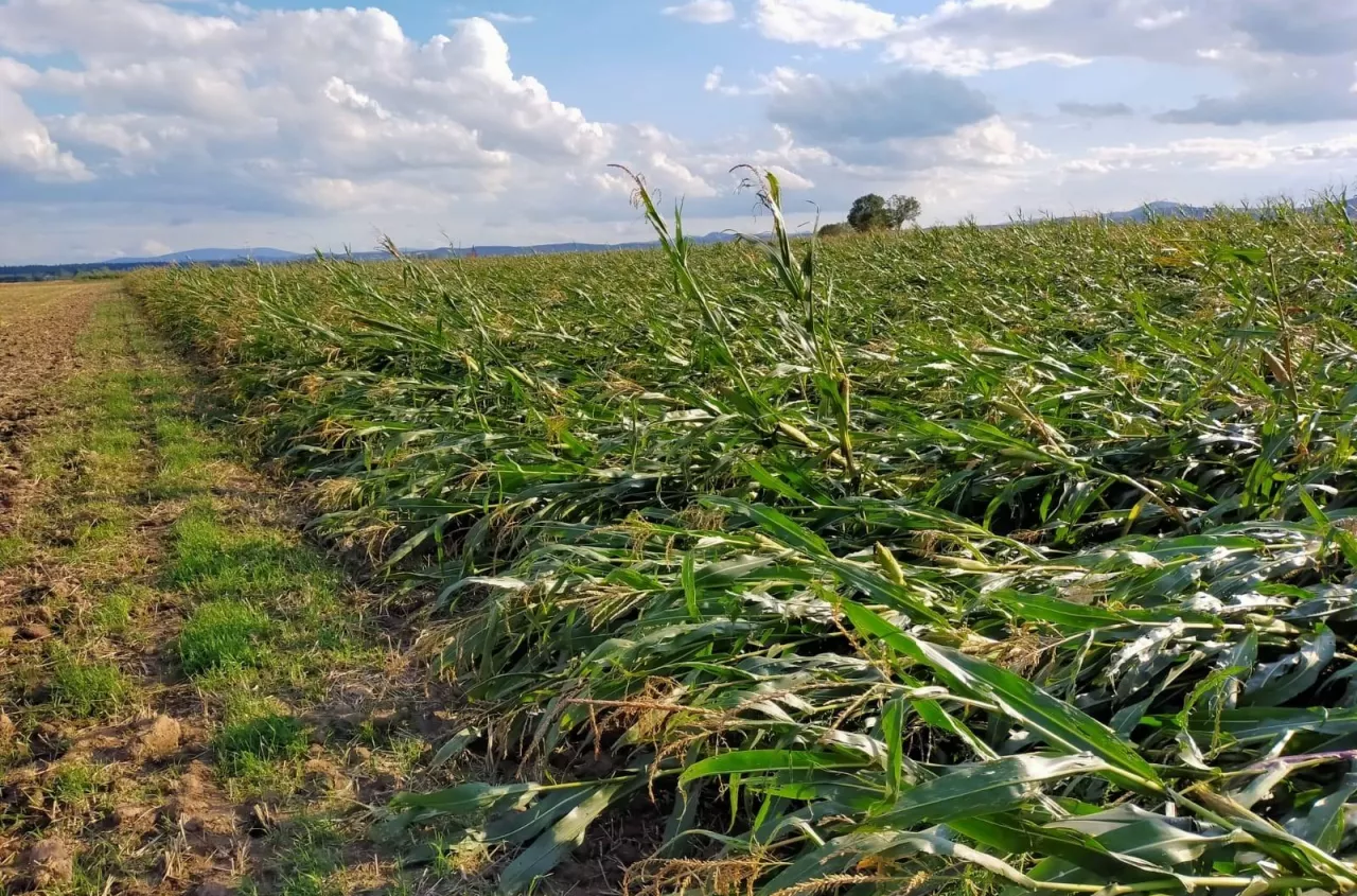 Oddałeś ziemię w dzierżawę? Sprawdź, co z ubezpieczeniem upraw