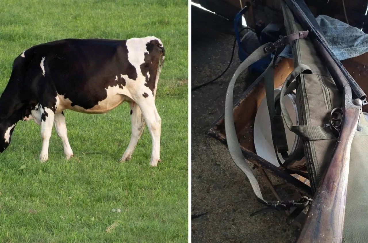 Kradli bydło z łąk na Podlasiu. Gdy rolnik ich przyłapał, doszło do ataku