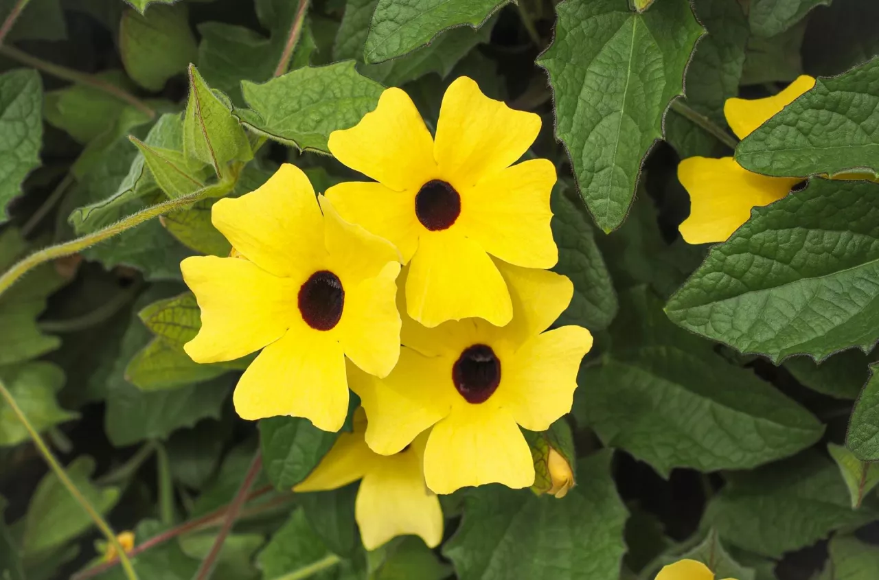 Te pnącza zmienią ogród w jeden sezon. Efekt jak z katalogu