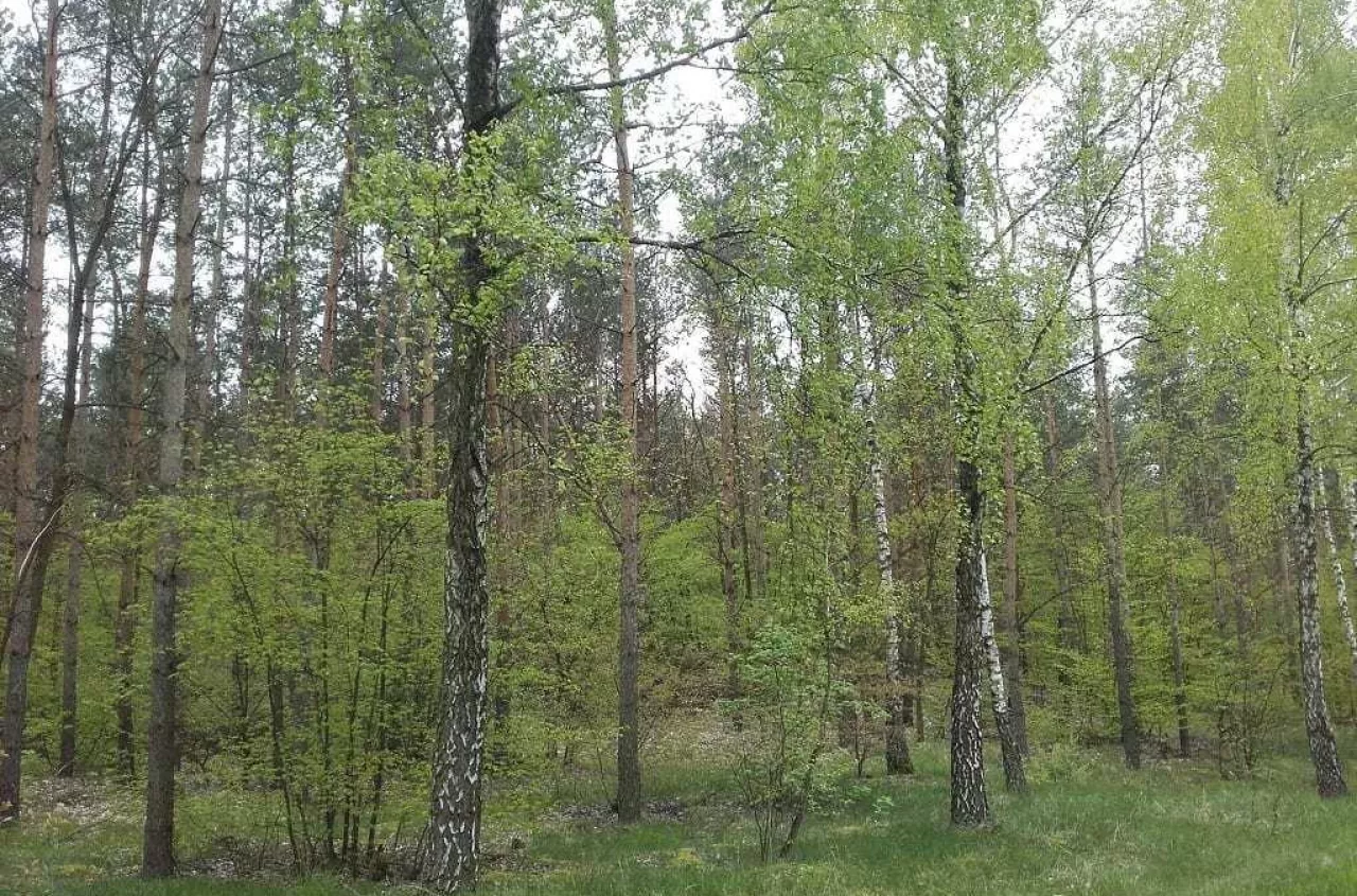 Chcesz kupić las? Sprawdź, kiedy Lasy Państwowe mają pierwszeństwo