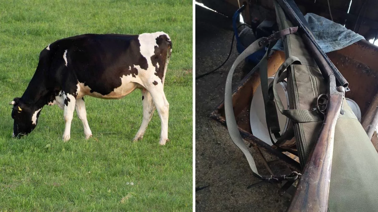 Rabusie skradli bydło i napadli na rolnika