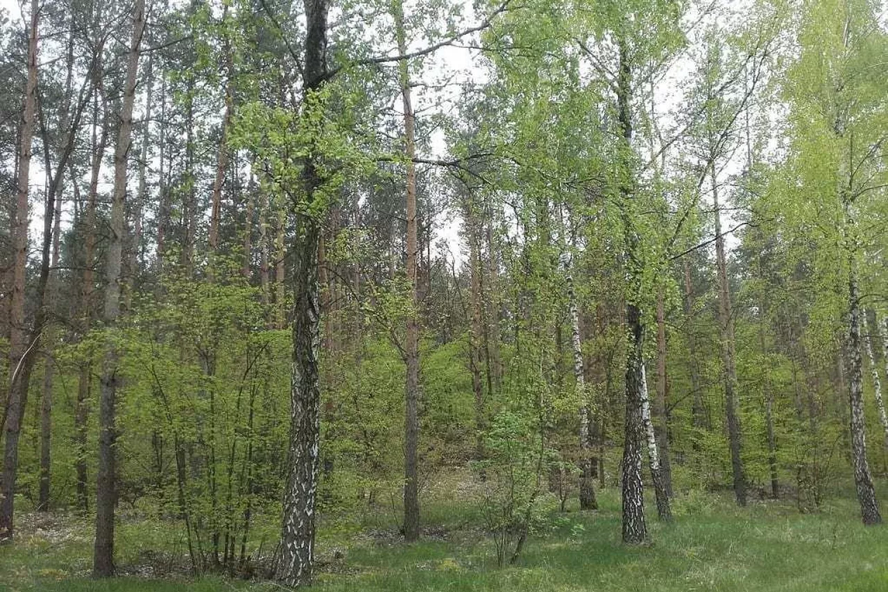 Kiedy Lasy Państwowe mają prawo pierwokupu lasu?