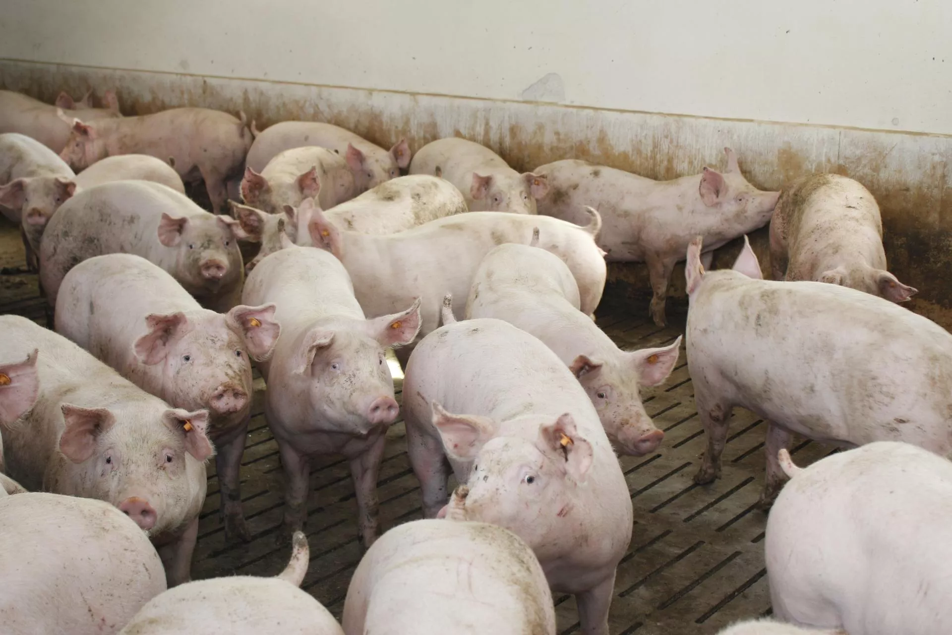 Duńczycy wygrywają z PRRS. 70% ferm już wolnych od wirusa