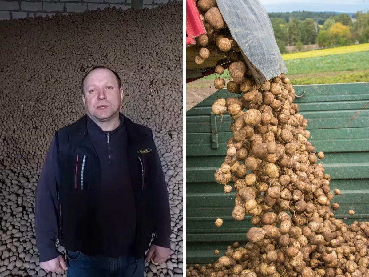 Ziemniaki po 15 groszy i nikt ich nie chce. Rolnicy: może zawieziemy je ministrowi?