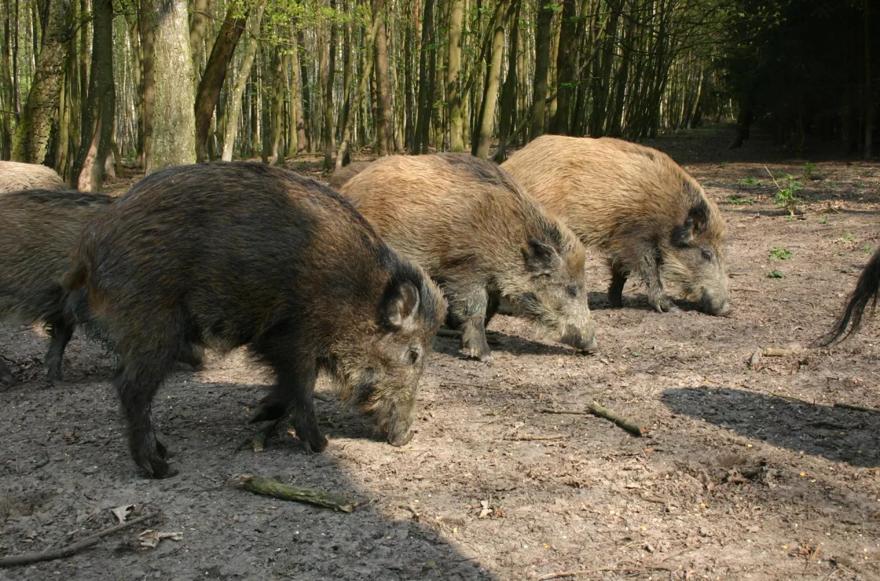 ASF uderza w Europę. Miliony strat i nowe ogniska blisko hodowli