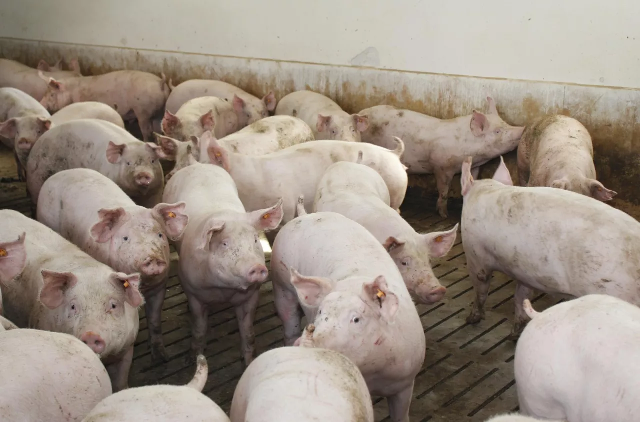Duńczycy wygrywają z PRRS. 70% ferm już wolnych od wirusa