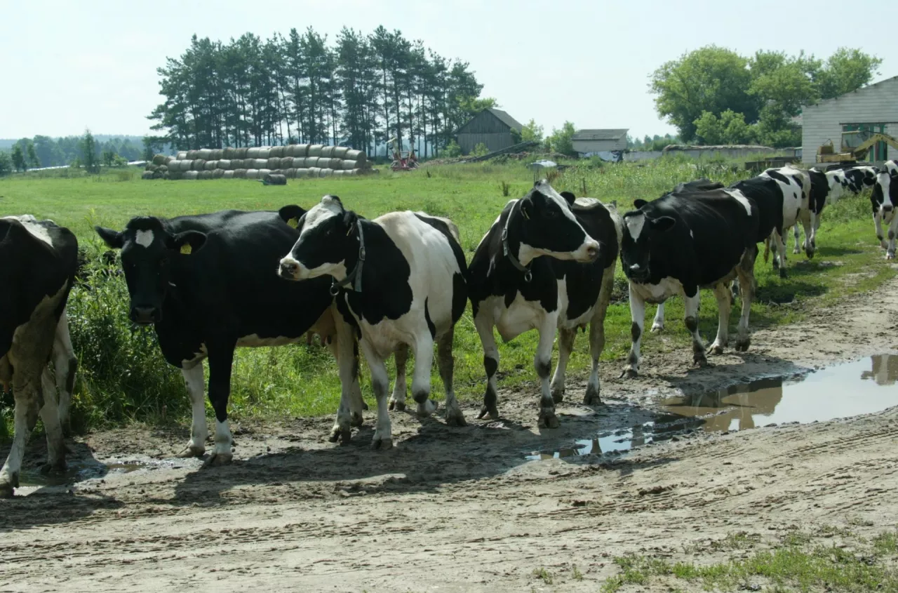Krowy zasuszone na pastwisku dają więcej mleka. Wyniki zaskakują
