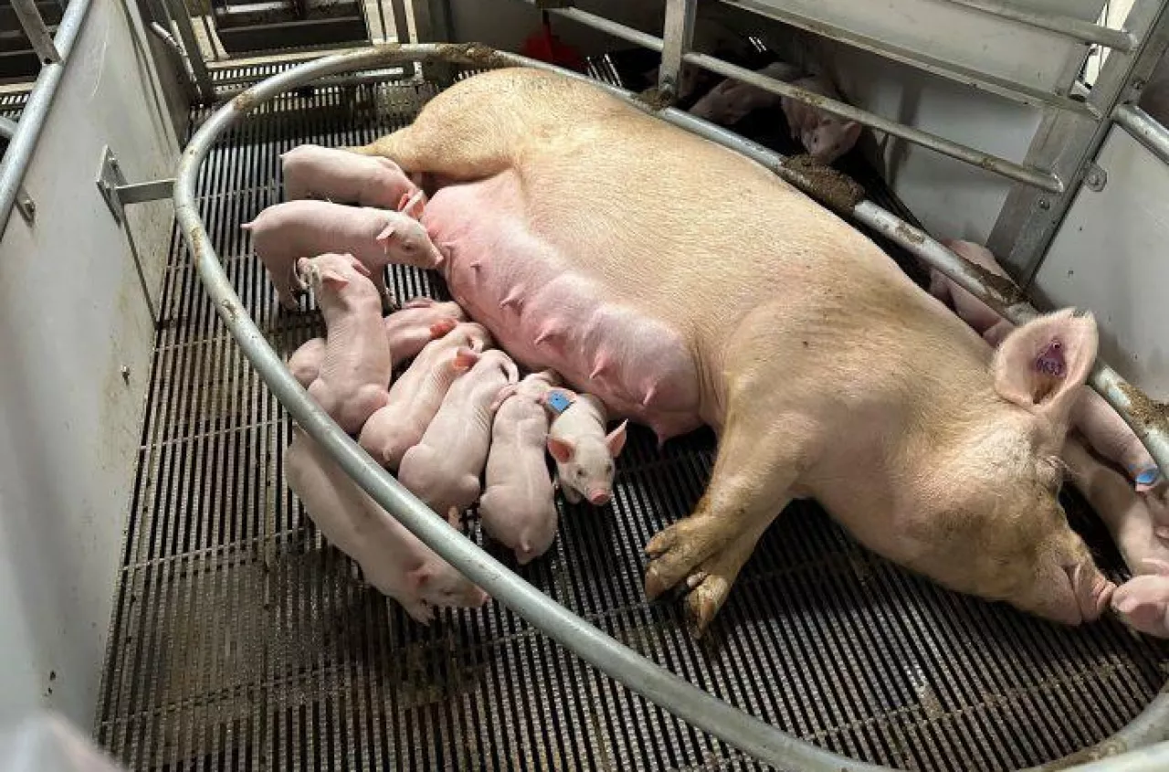 Koniec jarzm porodowych? Nowe rozwiązanie dla loch już w testach