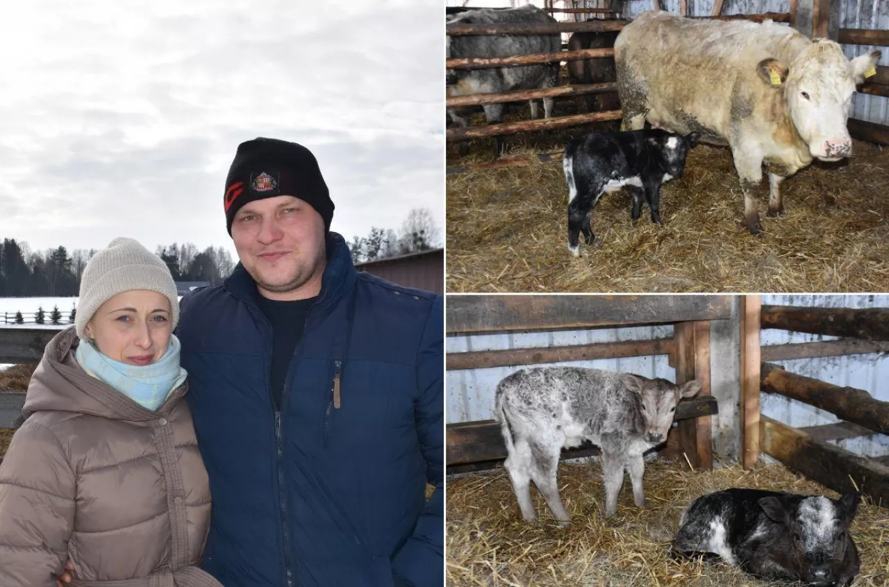 Znalazł przy krowie trzy cielęta. „Byłem bardzo zdziwiony”