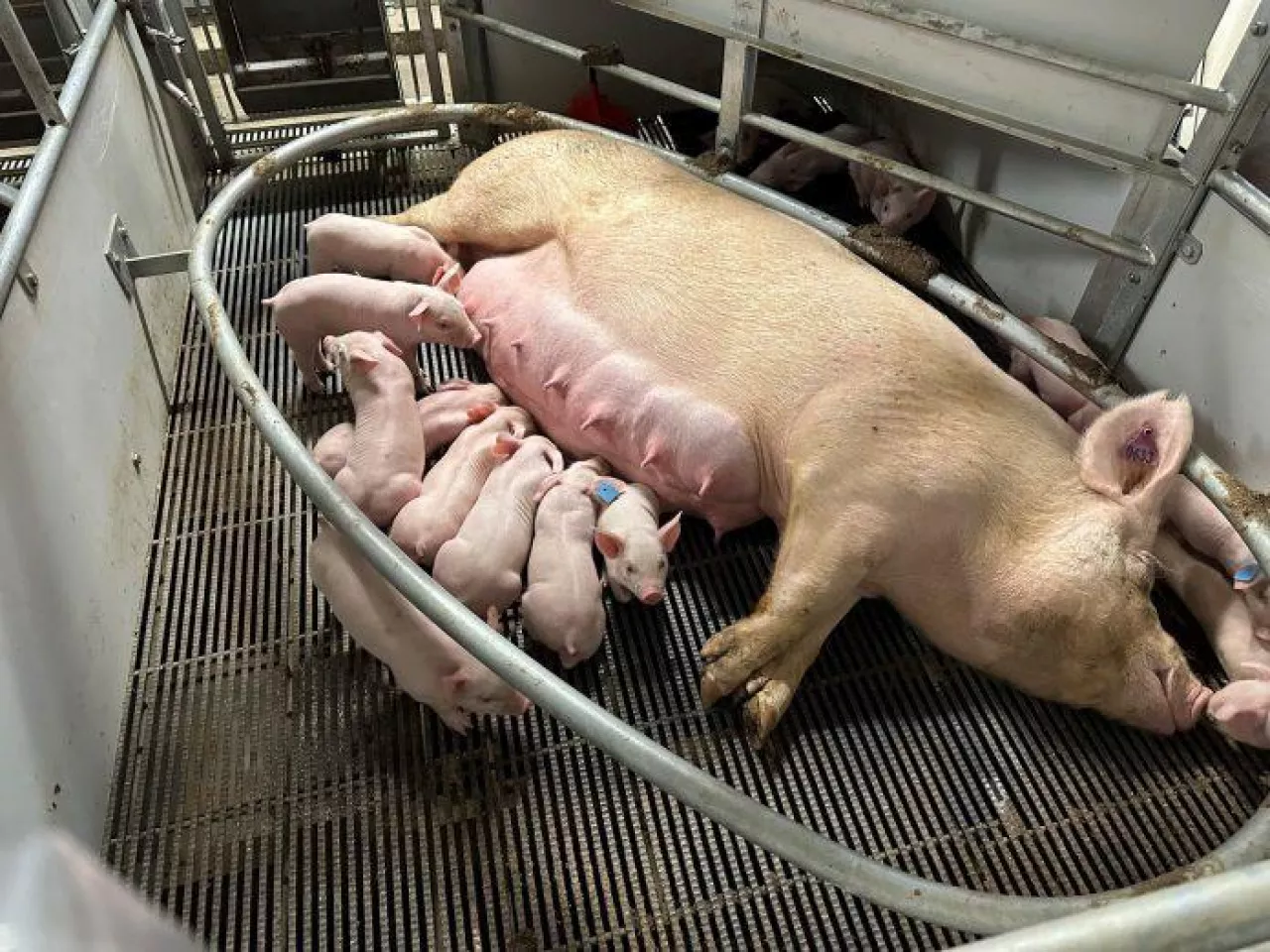 obręcze porodowe dla loch w Australii