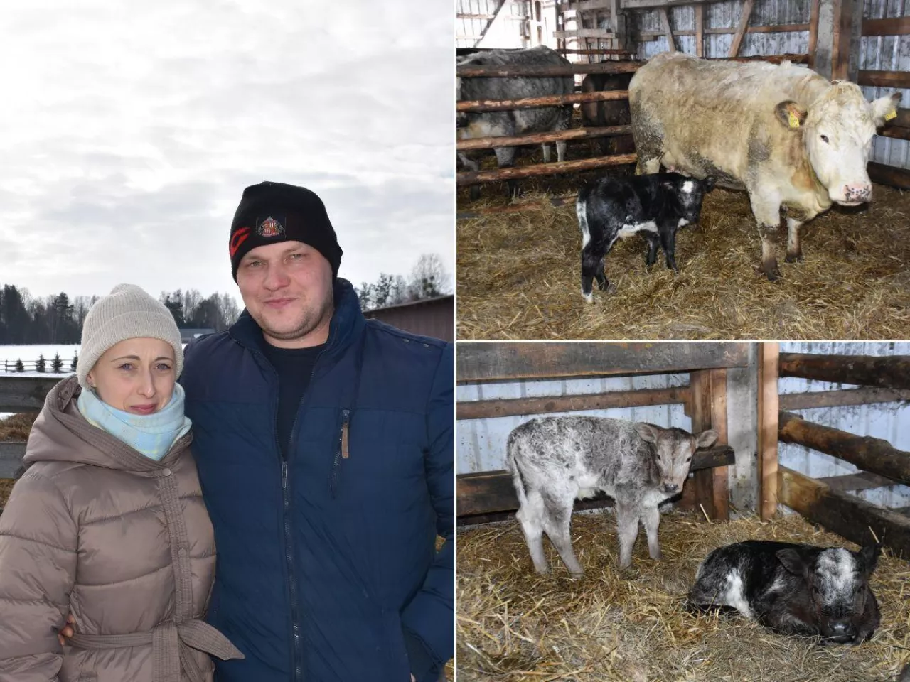 Znalazł przy krowie trzy cielęta. ”Byłem bardzo zdziwiony”