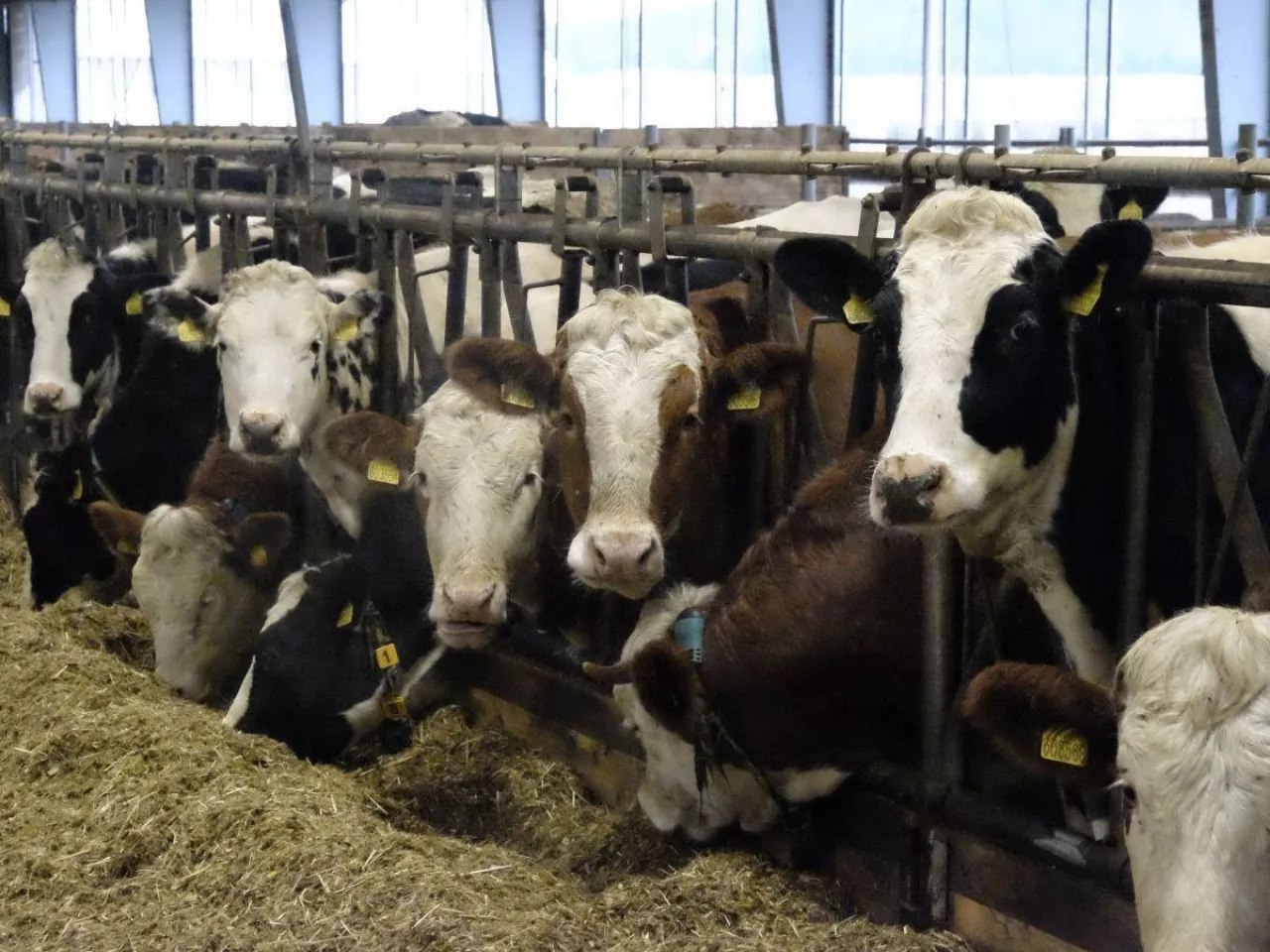 Dobrostan zwierząt: mija termin złożenia oświadczeń. Bez tego rolnik straci dopłaty