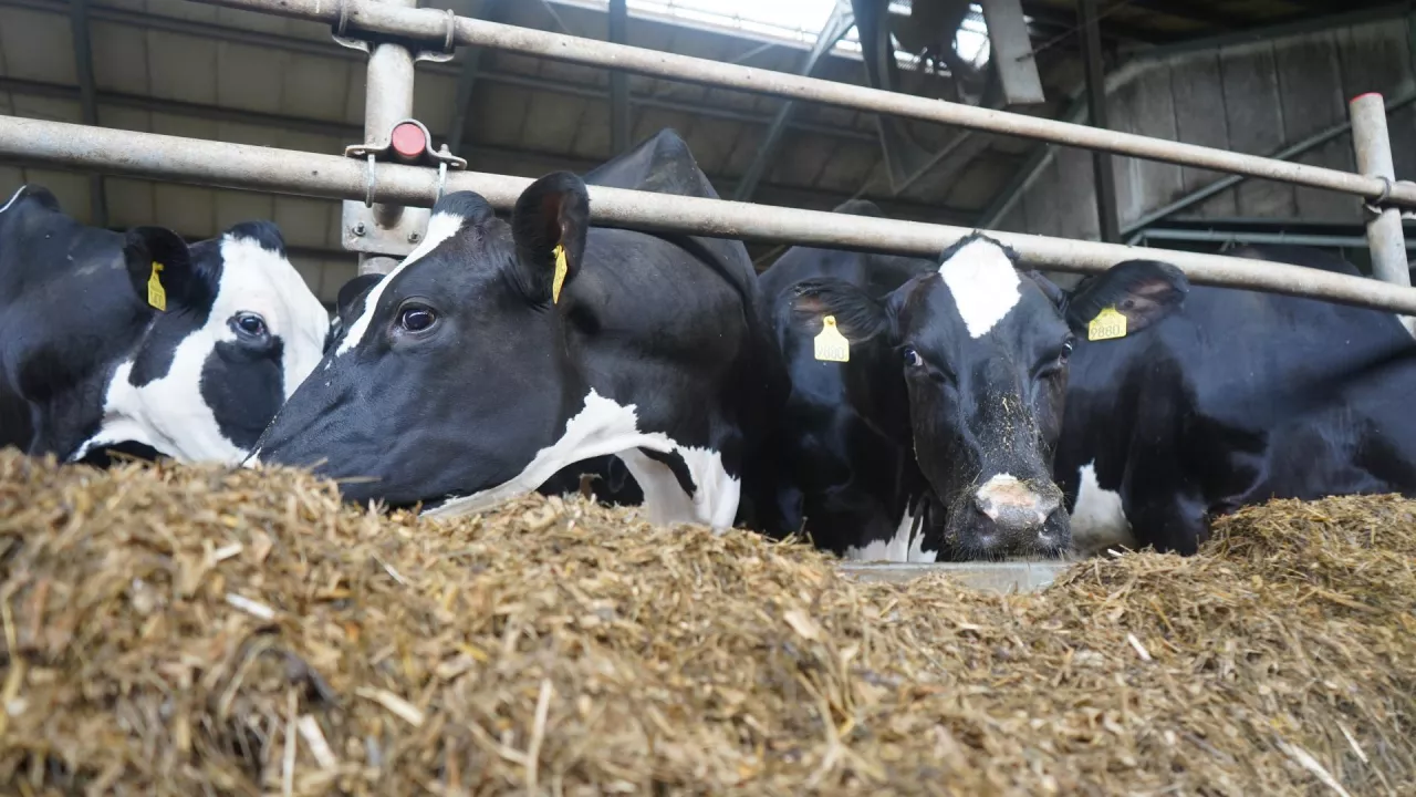 mleczne krowy w nowoczesnej oborze pobierają paszę