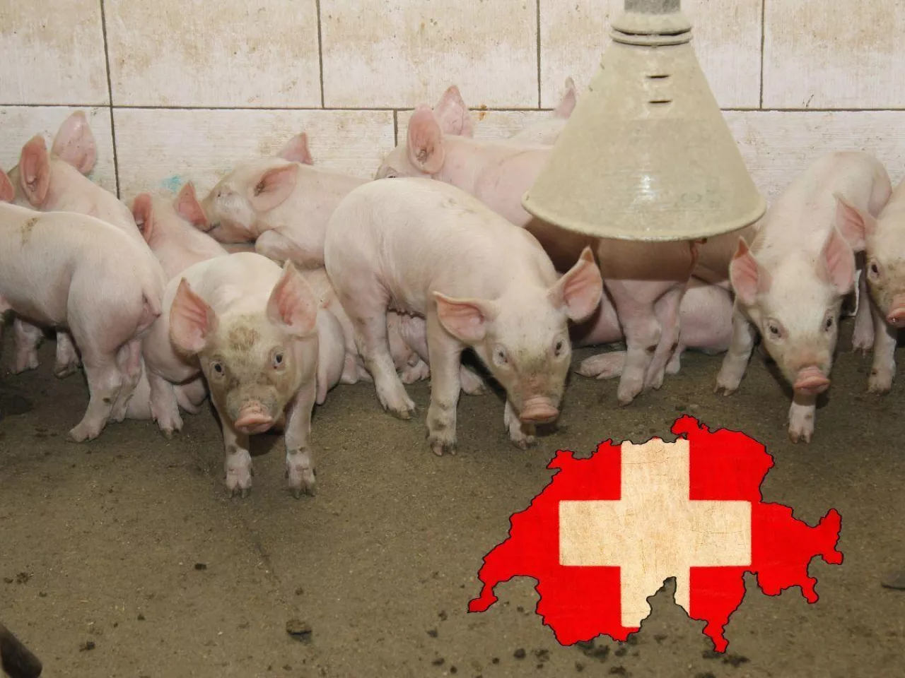 Rynek świń w Szwajcarii