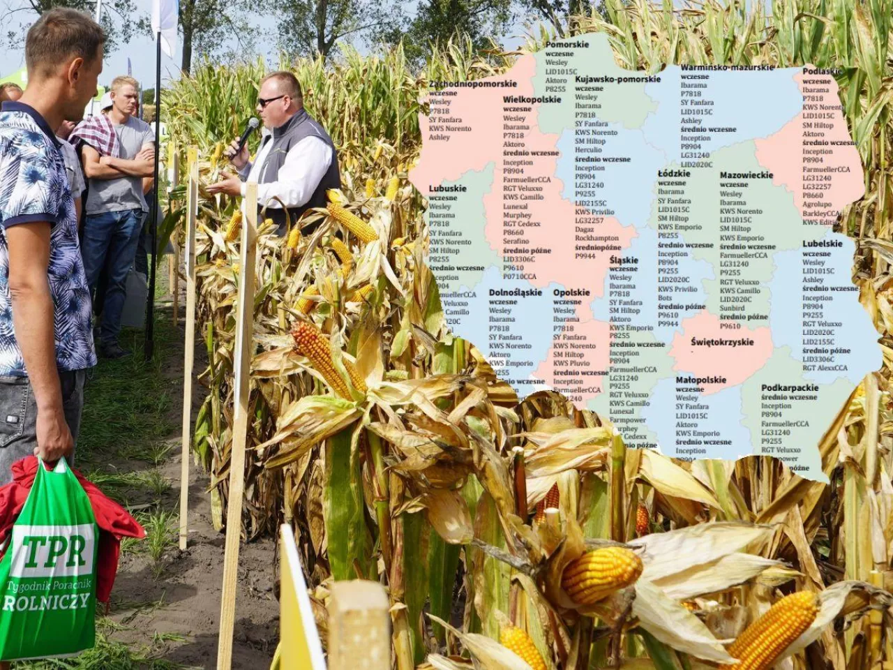 Kukurydza na ziarno 2026. Te odmiany są na liście zalecanych