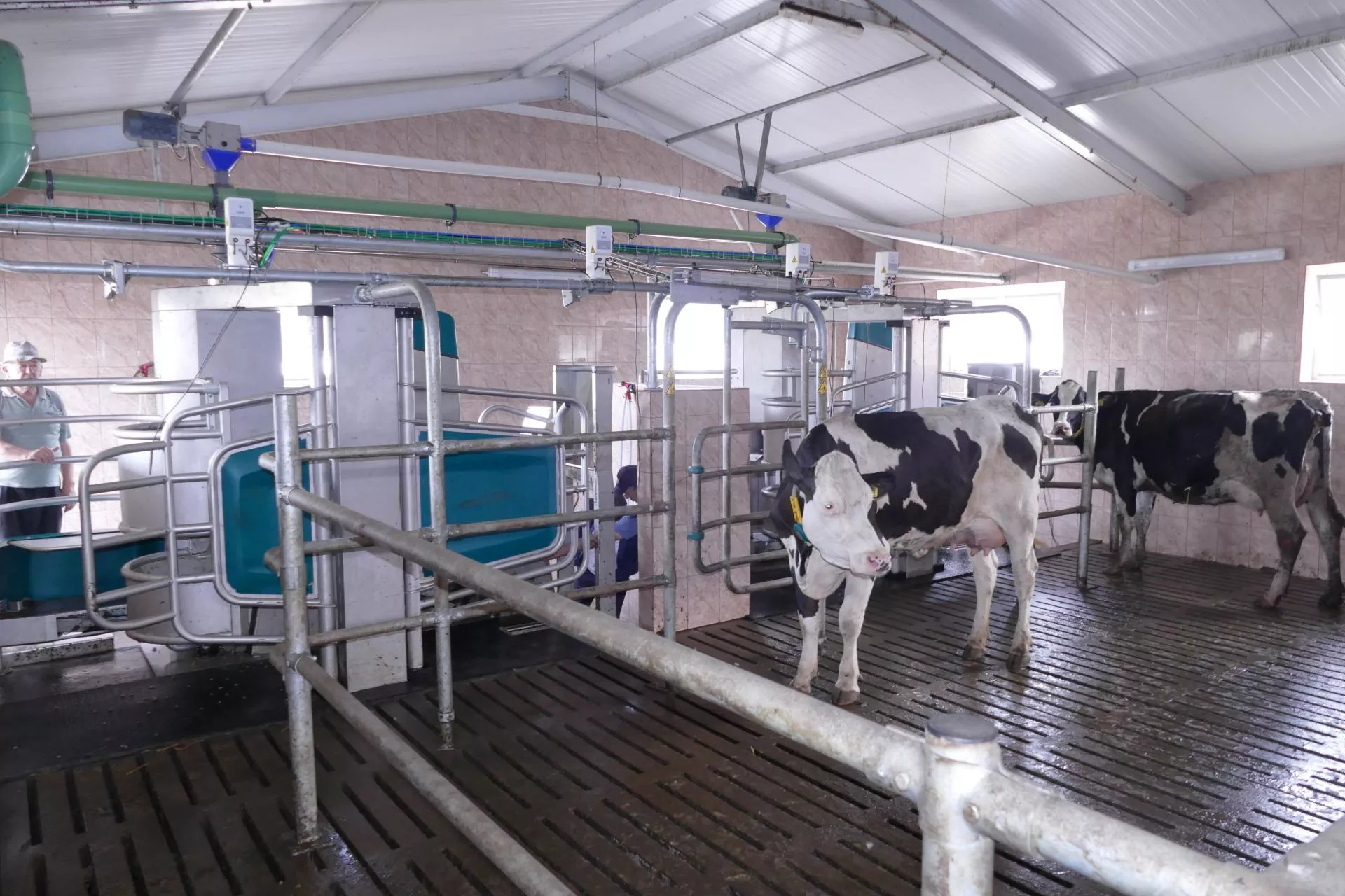 Robot udojowy to nie wszystko. Tu rolnicy robią największy błąd