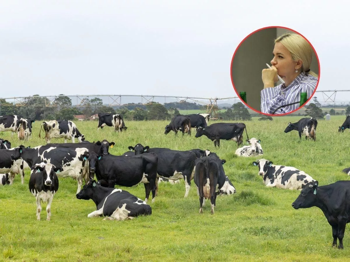 „Mleko po 1,59 zł za litr". Ministerstwo: ceny mogą spaść choćby o 11%