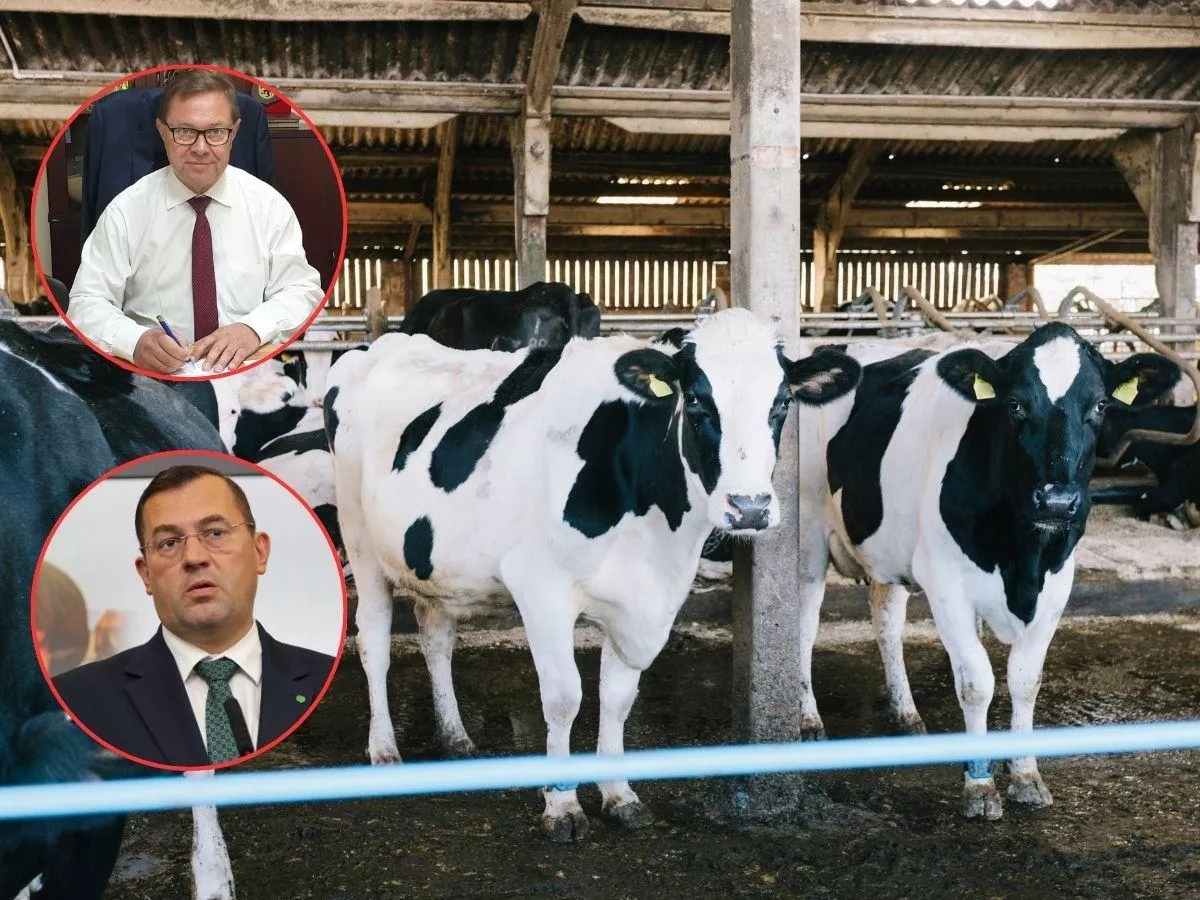 300 zł dopłaty do krowy mlecznej? Tak chcą ratować rynek mleka