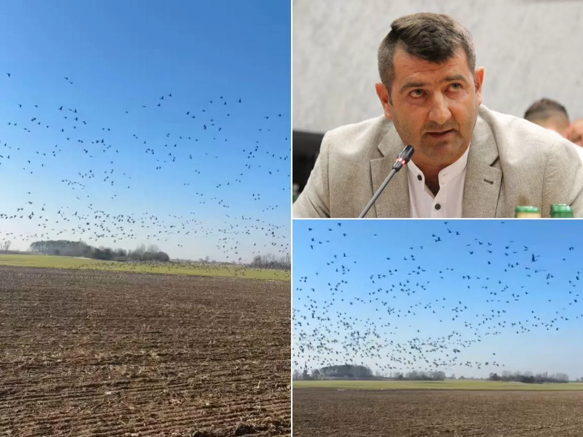 „Najpierw niszczą pszenicę, potem rzepak”. Rolnicy tracą plony i wciąż czekają na pomoc